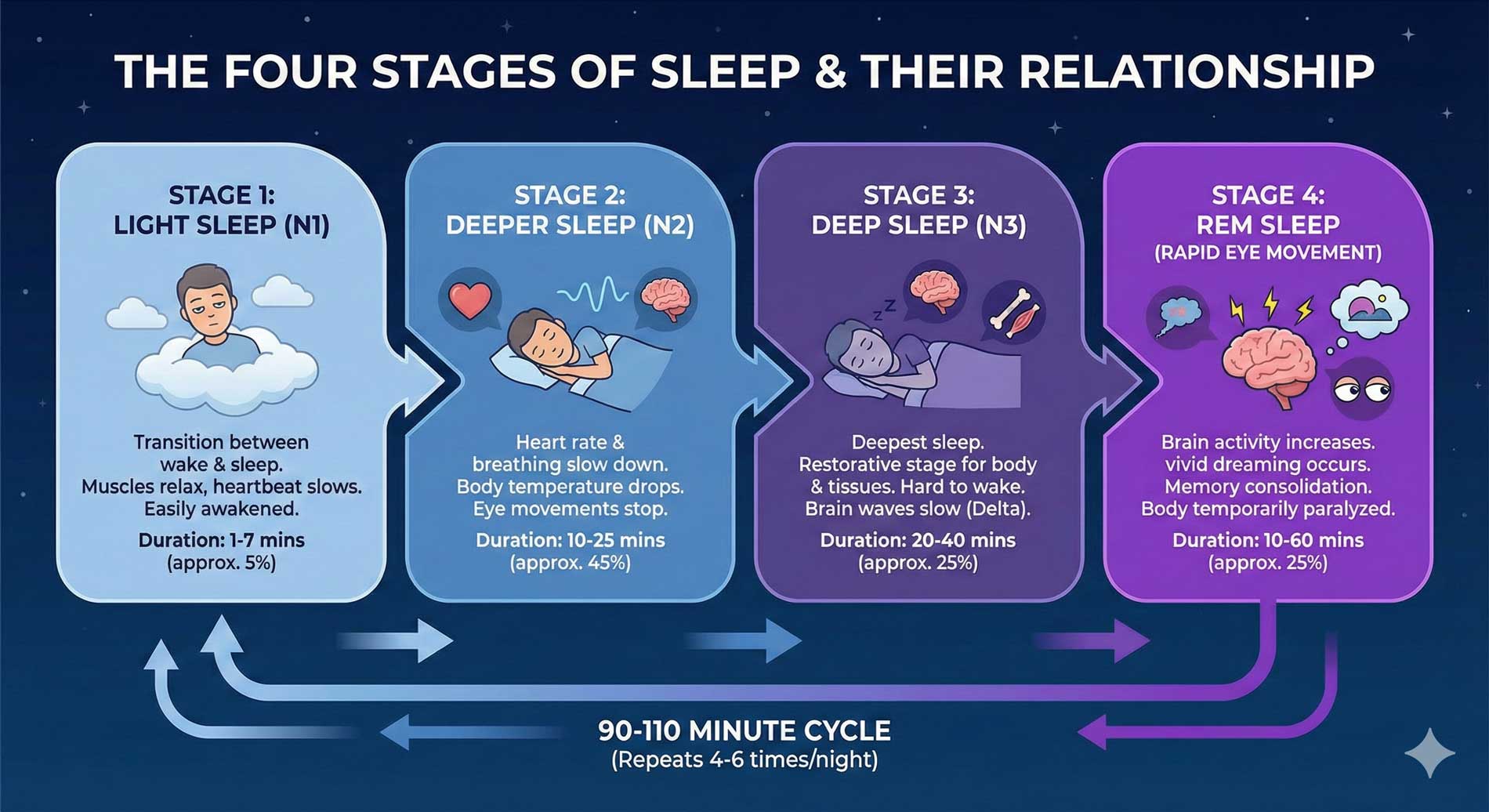 Visual representation of sleep cycles showing light sleep, deep sleep, and REM stages throughout the night